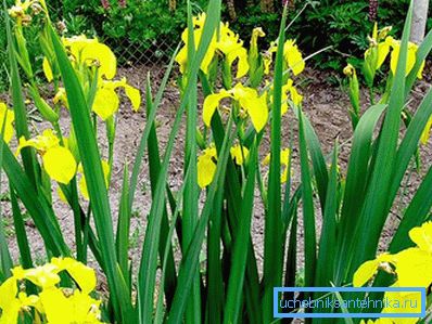 1223 Iris mlaștină