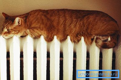 Suprafața mare a radiatorului de încălzire din fontă atrage nu numai oamenii.