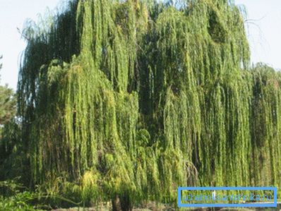 Vegetația existentă pe site vă poate ajuta în găsirea celui mai bun loc pentru un puț sau un puț.