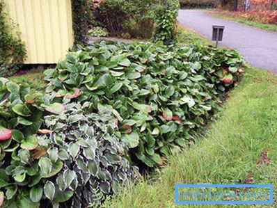 1207 Utilizarea plantelor
