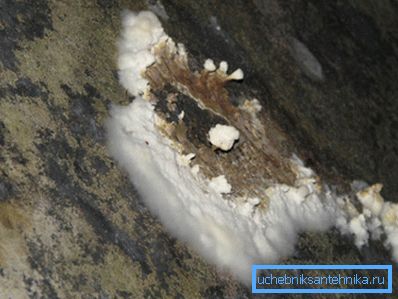 Mold - partenerul sigur al ventilației slabe Mold - partenerul sigur al ventilației slabe