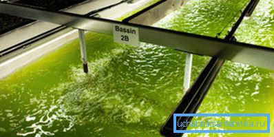 Producția de biocombustibili din alge Producția de biocombustibili din alge