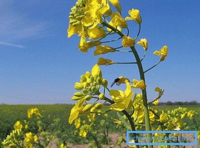 Semințele de canola sunt bogate în ulei vegetal, care este folosit pentru a face biocombustibili Semințele de canola sunt bogate în ulei vegetal, care este folosit pentru a face biocombustibili