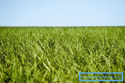 Materia primă pentru producerea biocarburanților este organică Materia primă pentru producerea biocarburanților este organică