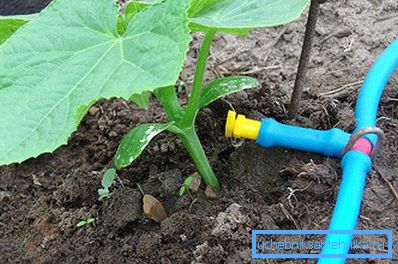 Alimentarea cu apă pentru irigarea prin picurare Alimentarea cu apă pentru irigarea prin picurare