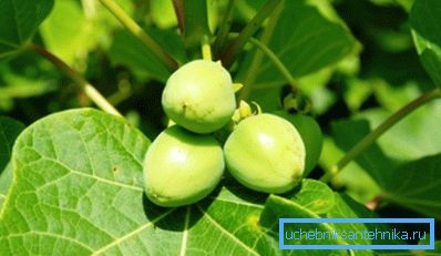 Jatropha - o instalație potențială pentru biocombustibili Jatropha - o instalație potențială pentru biocombustibili