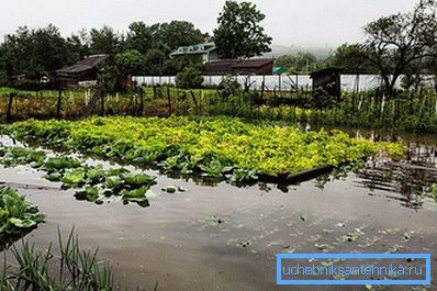 Teren intins de gradina de legume